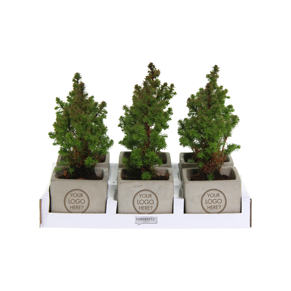 Congreet® plantpots small - Christmas edition, Zonder verpakking