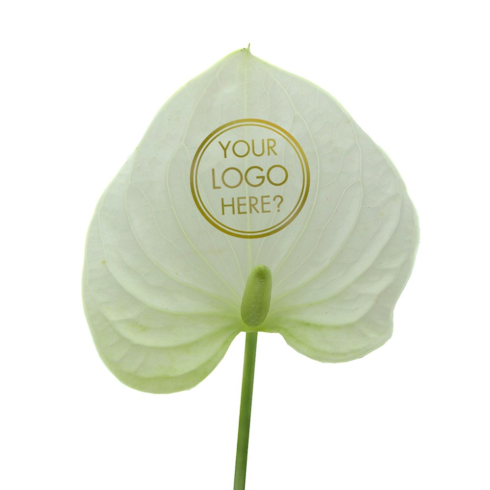 Message Printz® - Anthurium plant, In giftbox