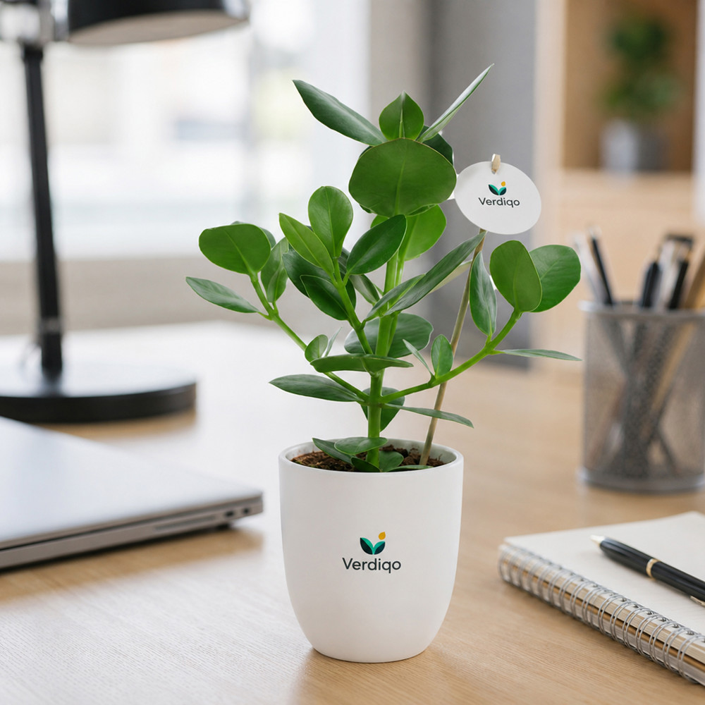 OxyGreenz® - Clusia rosea in keramieke pot, Zonder verpakking