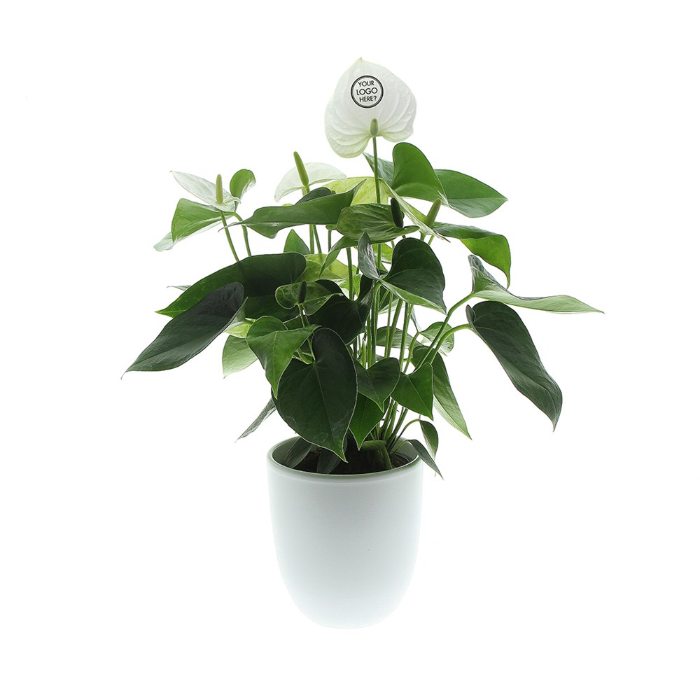 Message Printz® - Anthurium plant, In giftbox
