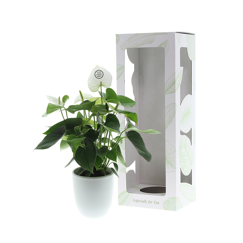 Message Printz® - Anthurium plant, In giftbox
